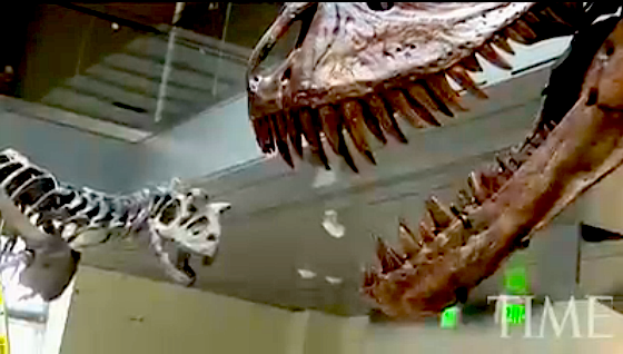 Resurrecting Dinosaurs: From Fossil to Museum Floor